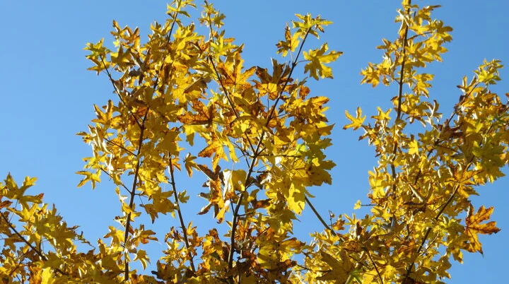 Wandergruppe Herbst 2 | © DAV Kulmbach Wandergruppe