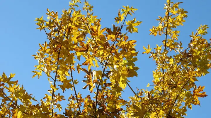 Wandergruppe Herbst 2 | © DAV Kulmbach Wandergruppe