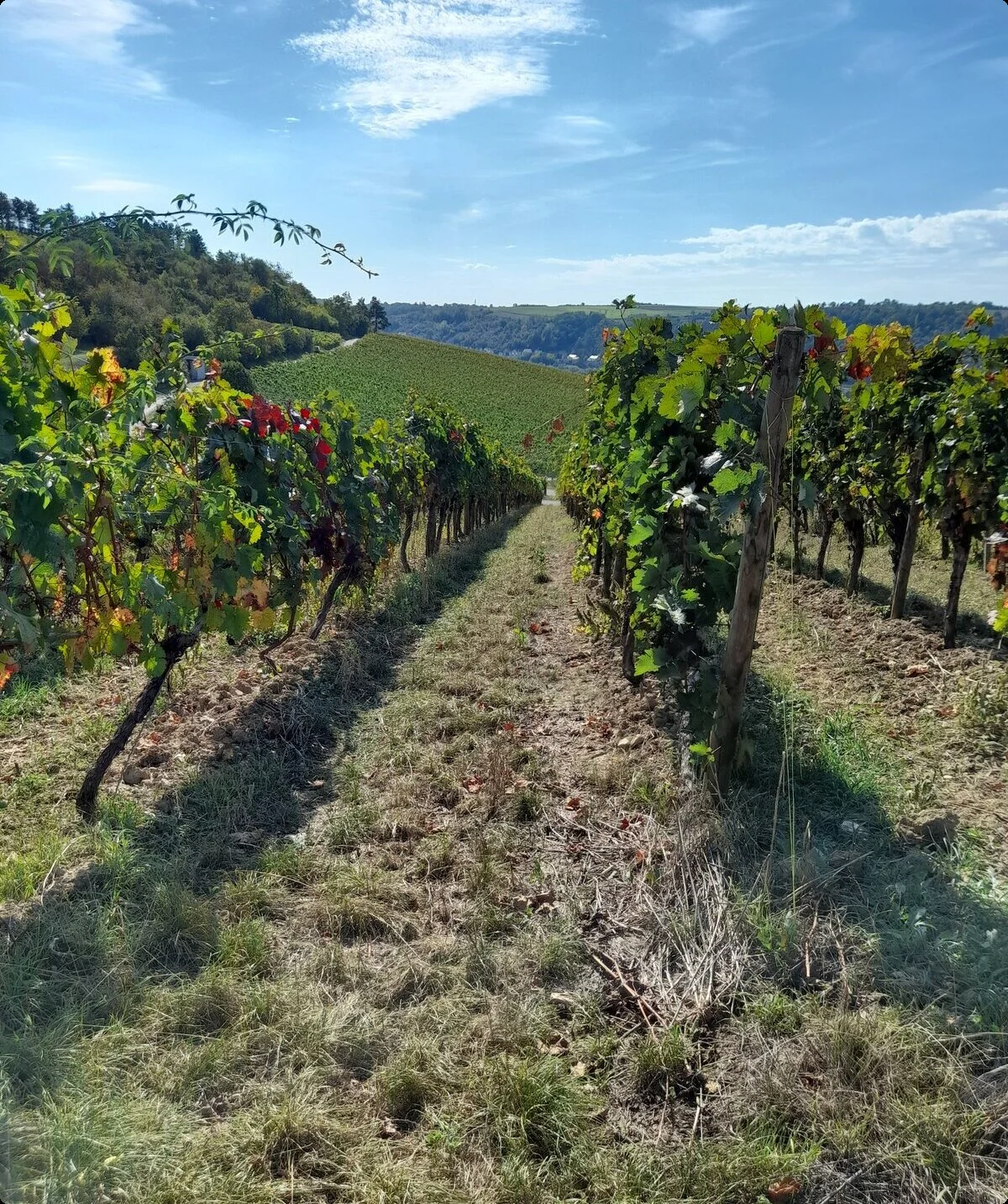 Wandergruppe Weinwanderung 2 | © DAV Kulmbach Wandergruppe