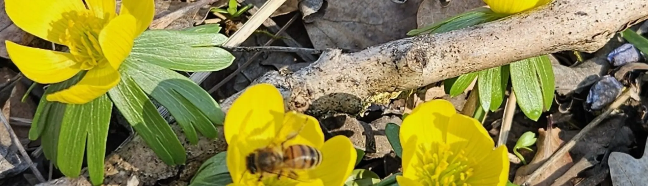Wandergruppe Frühlingsvorbote 1 | © DAV Kulmbach Wandergruppe