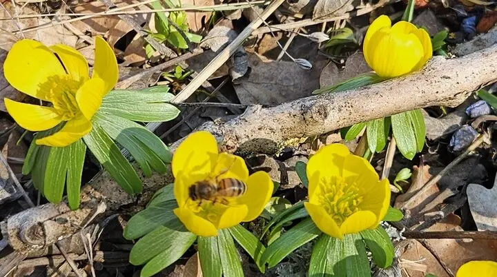 Wandergruppe Frühlingsvorbote 1 | © DAV Kulmbach Wandergruppe