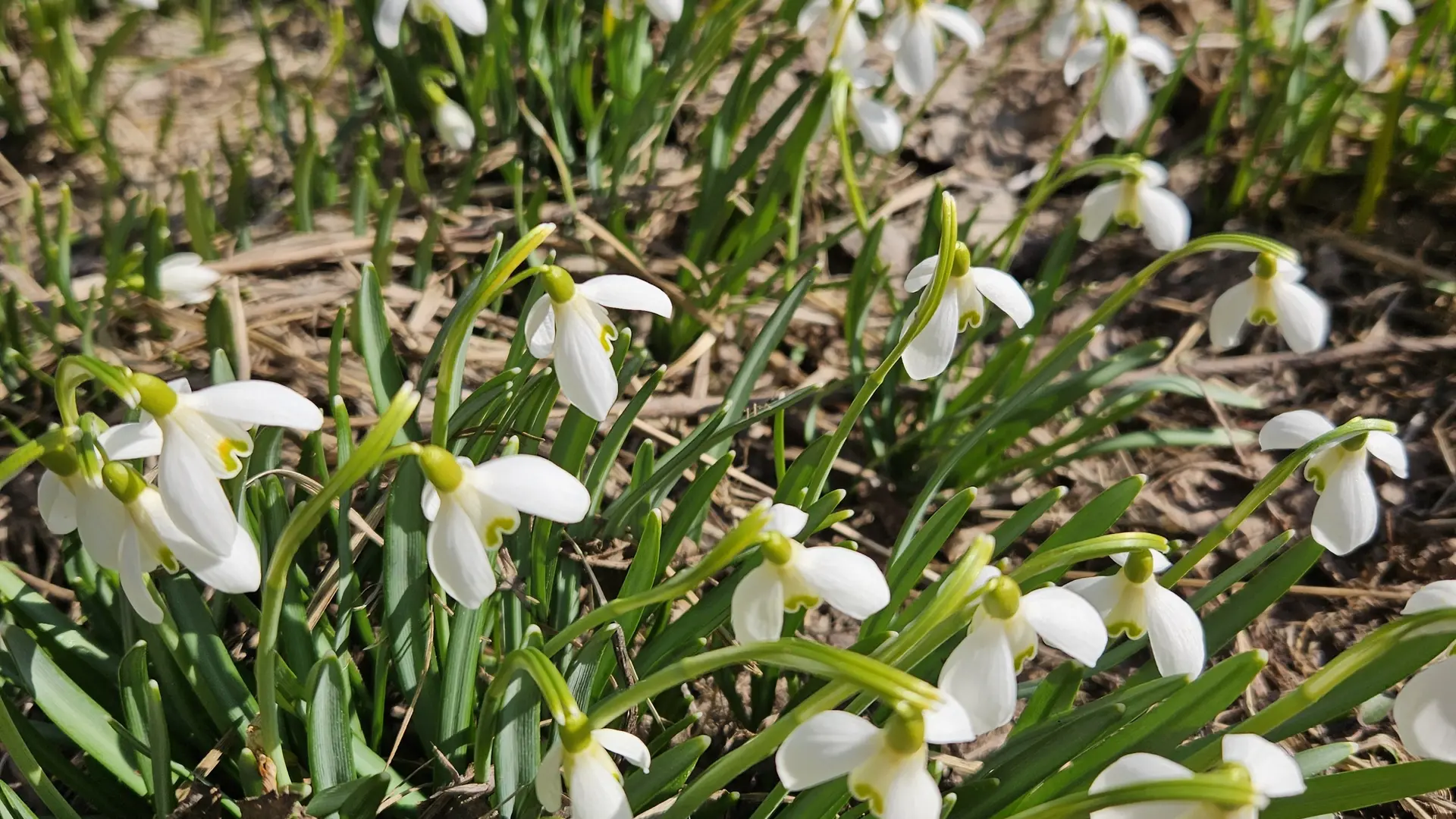 Wandergruppe Frühlingsvorbote 2 | © DAV Kulmbach Wandergruppe