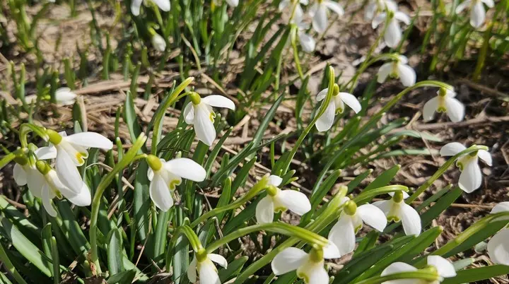 Wandergruppe Frühlingsvorbote 2 | © DAV Kulmbach Wandergruppe